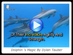Dolphin 's Magic By Dylan Tauber